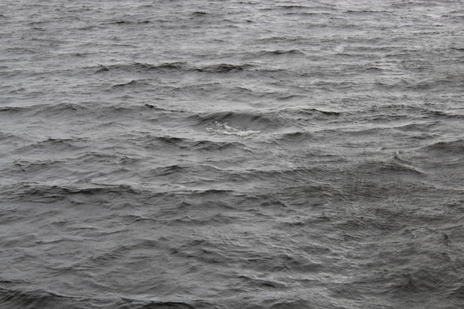 На побережье Сахалина после шторма обнаружили мертвого редкого кита длиной 12 метров